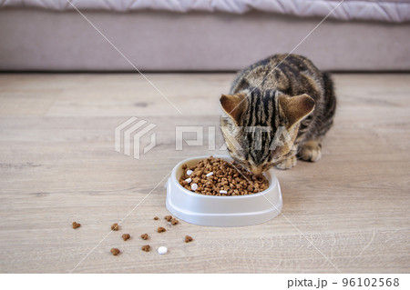 The cat eats dry food and pills from a bowl. 96102568