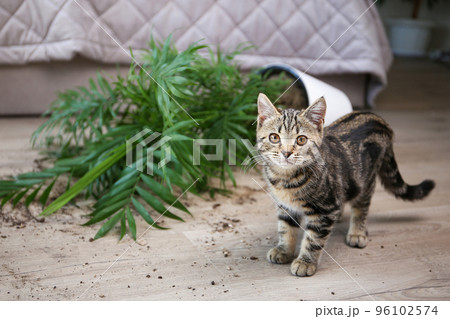 The cat overturned a pot with a flower on the floor. 96102574