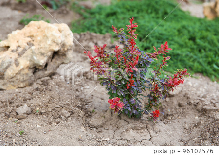 A small barberry bush with red leaves. A small barberry bush with red leaves. 96102576