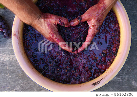 Concept of making homemade red wine. Concept of making homemade red wine. 96102806