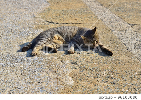 寝落ちしたキジトラ猫 福岡 寝落ちしたキジトラ猫 福岡 96103080