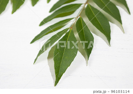 カレーリーフ（生）：「カレーノキ」の葉のこと。インドなどでスパイスとして使用される 96103114