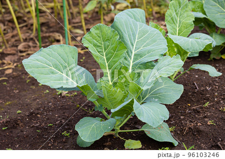 ケール（品種：青汁ケール）学名: Brassica oleracea var. acephala 96103246