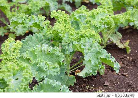 ケール（品種：カリーノケール）　学名: Brassica oleracea var. acepha 96103249