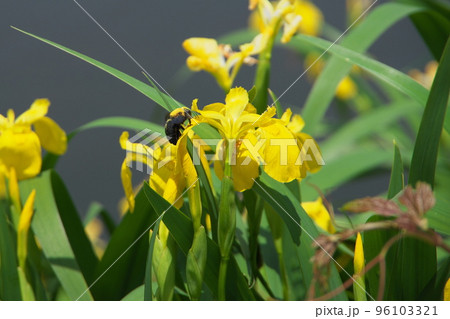 クマバチ 96103321