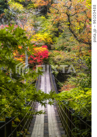 茨城県高萩市　紅葉の花貫渓谷　汐見滝吊り橋 96103488