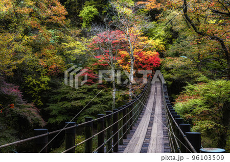 茨城県高萩市　紅葉の花貫渓谷　汐見滝吊り橋 96103509