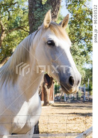 Portrait of a white horse on a farm 96103522