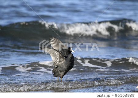 オオバン 96103939