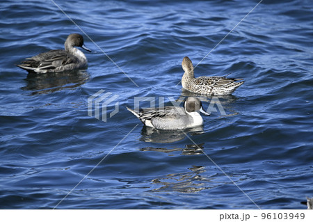 オナガガモ 96103949