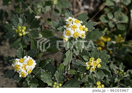 ハナイソギク 96103967