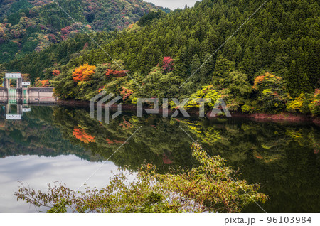 茨城県高萩市　紅葉の水沢ダム 96103984