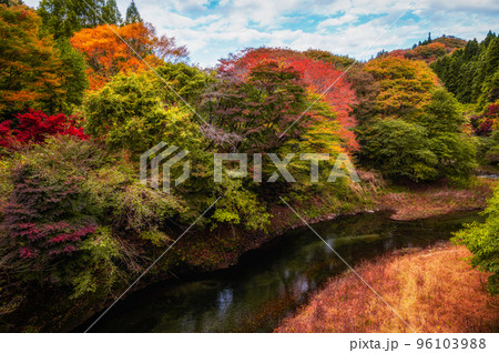 茨城県高萩市　紅葉の水沢ダム 96103988