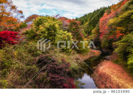 茨城県高萩市　紅葉の水沢ダム 96103990