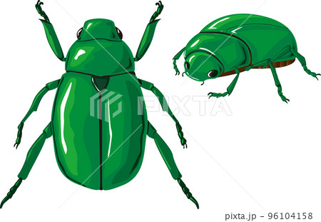 カナブン育成キットのイラスト素材 [96104158] - PIXTA