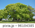 クスノキ 96104385