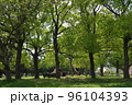 新緑の木陰 96104393