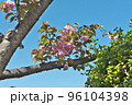 さくら 96104398