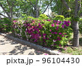 ツツジ 96104430