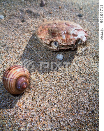 砂浜コレクション 96104715