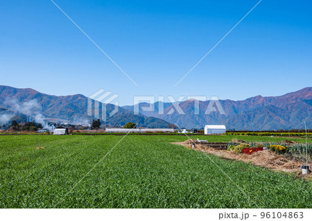山形村の鮮やかな牧草畑 96104863