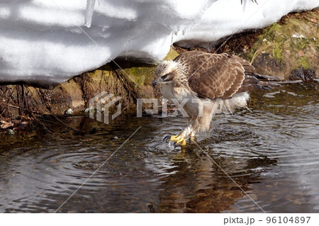 警戒心が無い若いクマタカ目の前で水浴び 96104897
