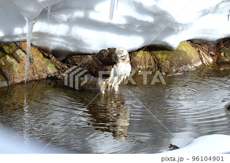 警戒心が無い若いクマタカ目の前で水浴び 96104901