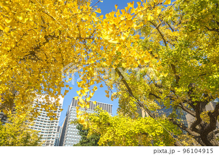 黄色に色づいた銀杏の木と高層ビル 96104915
