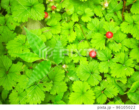 グリーン グリーン 96105022