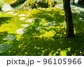 慈恩禅寺の庭園 96105966