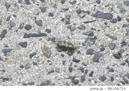 フナムシ 96106724