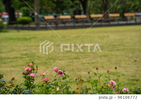公園の芝生の緑にアクセントを付ける赤いバラの花 96106772