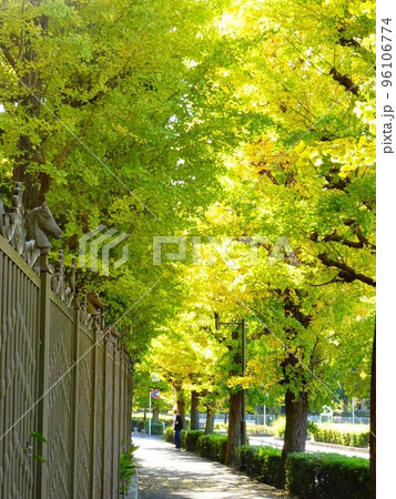 東京都府中市　競馬場通りのイチョウ並木 96106774