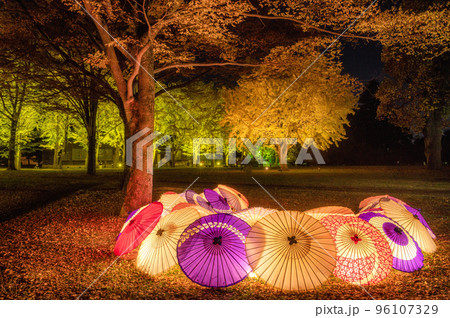 茨城県水戸市　皆既月食の夜　茨城県立歴史館のイチョウ並木のライトアップ 96107329