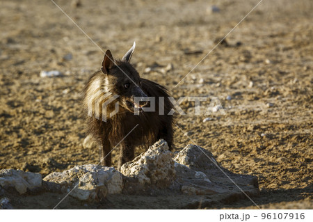 Brown hyena in Kgalagadi transfrontier park, South Africa Brown hyena in Kgalagadi transfrontier park, South Africa 96107916
