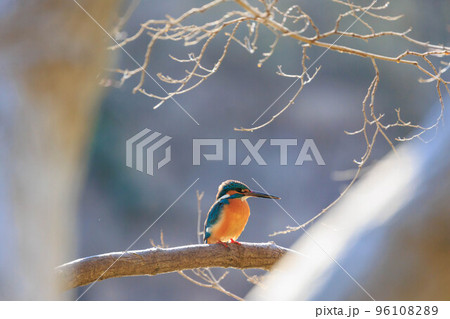 木の枝に止まるカワセミ 96108289