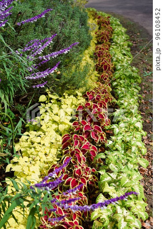 庭園のコリウスが並ぶ沿道 96108452