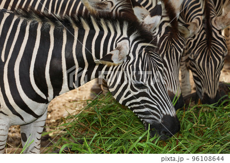 The family burchell zebra is eatting in farm 96108644