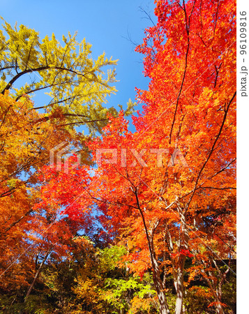 大町市・霊松寺の紅葉 96109816