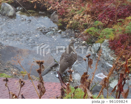 立山の紅葉と雷鳥 立山の紅葉と雷鳥 96109824