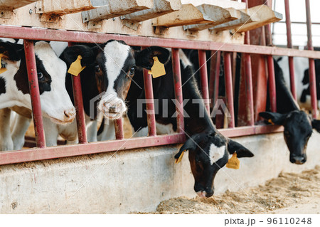 Cows standing in a stall and eating hay 96110248