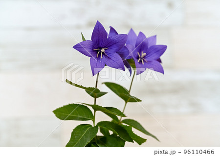 キキョウ 96110466