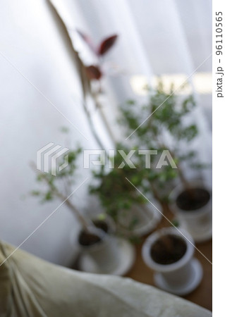 観葉植物 96110565