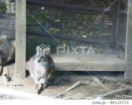 小屋の前に座るワラビー 96110714
