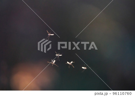 妖精のダンス 妖精のダンス 96110760