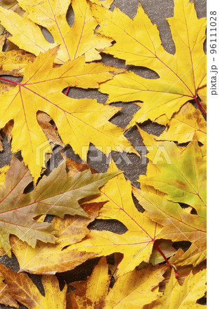 Colorful autumn maple leaves on black 96111028