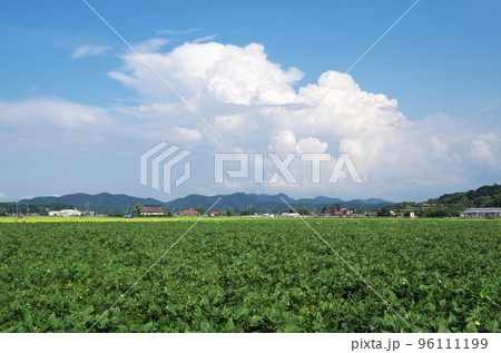 青空と入道雲と緑色の広い大豆畑の風景 96111199
