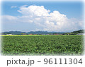 青空と入道雲と緑色の広い大豆畑の風景（イラスト風） 96111304