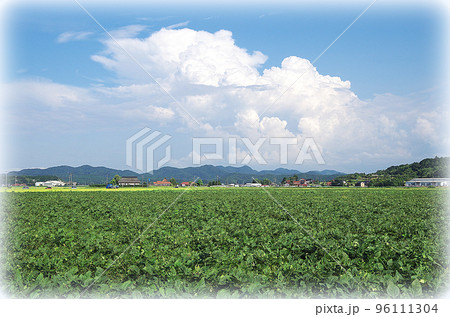 青空と入道雲と緑色の広い大豆畑の風景(イラスト風) 青空と入道雲と緑色の広い大豆畑の風景(イラスト風) 96111304