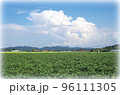 青空と入道雲と緑色の広い大豆畑の風景（イラスト風） 96111305